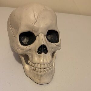 Realistic Cream Skull Decor